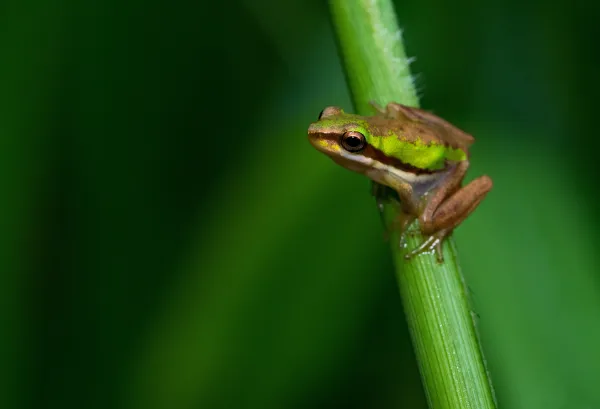 Frog on stem