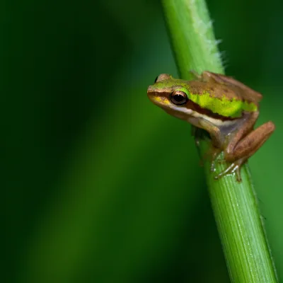 Frog on stem