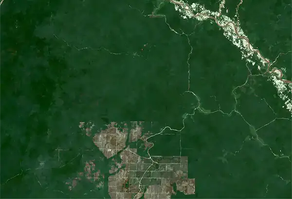 Kalimantan before deforestation